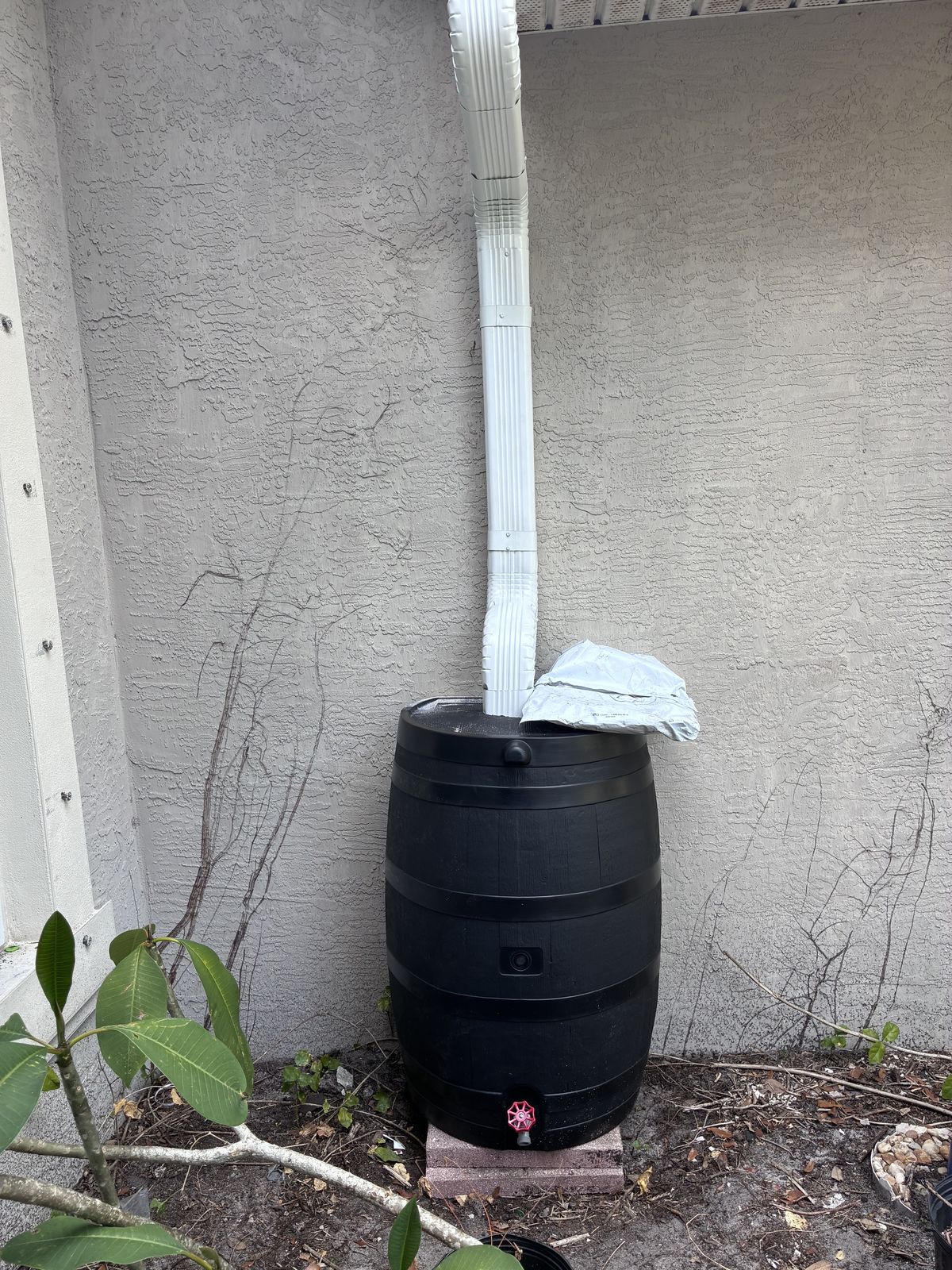 Downspout directed into a rain barrel for water collection